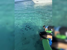 Two individuals enjoy snorkeling and observing fish in crystal-clear waters beside the boat named 'Manta' — a perfect adventure for marine life enthusiasts.