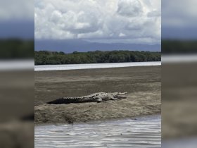 A crocodile sunbasks on a sandy bank, showcasing the natural wildlife of the region — a perfect sight for nature enthusiasts and wildlife photographers.