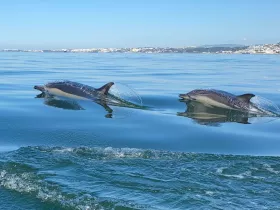 Two dolphins gracefully swim through calm waters, showcasing their playful nature in a stunning marine setting.