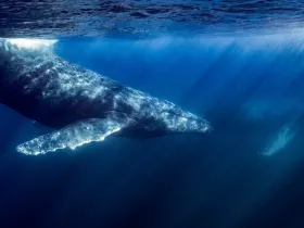 A stunning underwater shot of a whale gliding through the deep blue ocean, showcasing the beauty of marine wildlife in its natural habitat.