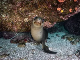 A curious seal poses underwater, showcasing its playful nature amidst a vibrant marine backdrop — a captivating moment for wildlife enthusiasts.