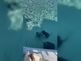A close-up view of stingrays swimming in crystal-clear waters, with a foot visible at the edge of the boat — a thrilling wildlife encounter perfect for marine enthusiasts.