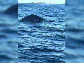 A majestic whale surfaces in the ocean, showcasing the beauty of marine wildlife — a breathtaking sight for nature enthusiasts and whale watchers.