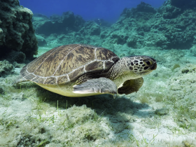 A stunning close-up of a sea turtle gracefully swimming through the clear waters, showcasing the beauty of marine wildlife.