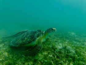 A stunning close-up of a sea turtle swimming gracefully through the underwater seagrass, showcasing the beauty of marine wildlife.