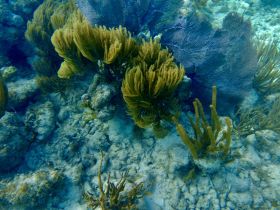 A vibrant underwater scene showcasing various coral formations, perfect for snorkeling and marine exploration enthusiasts.