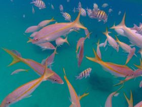 A vibrant underwater scene showcasing a school of colorful fish swimming in clear turquoise waters — a perfect representation of marine wildlife.
