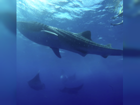A stunning underwater shot of a whale shark swimming gracefully, with divers nearby — an unforgettable wildlife encounter in the ocean.
