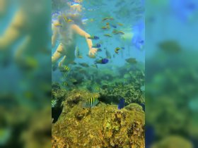 A child explores an underwater world filled with colorful fish, showcasing the beauty of marine life during a snorkeling adventure.