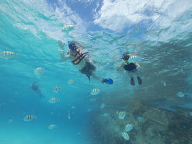 A group of snorkelers explores vibrant underwater life, surrounded by colorful fish in crystal-clear waters — an unforgettable adventure for families and friends.