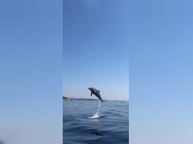 A stunning capture of a dolphin leaping out of the water, showcasing the beauty of marine wildlife in its natural habitat.