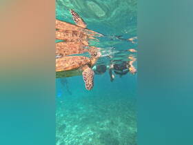 A captivating underwater scene featuring a turtle swimming alongside snorkelers, showcasing the beauty of marine wildlife encounters.