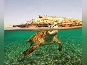 A stunning close-up of a sea turtle swimming gracefully in crystal-clear waters, showcasing the beauty of marine wildlife in its natural habitat.