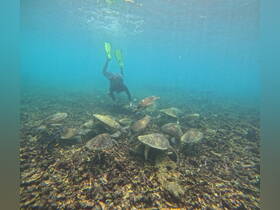 A snorkeler interacts with a group of sea turtles in their natural habitat, showcasing a unique underwater wildlife experience.