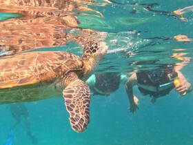 A captivating moment as snorkelers interact with a graceful sea turtle in crystal-clear waters, showcasing the beauty of marine wildlife encounters.