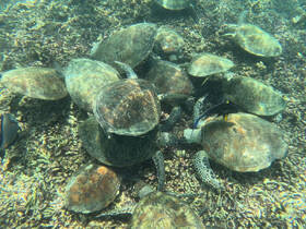 A mesmerizing underwater scene featuring a group of sea turtles swimming among coral, showcasing the beauty of marine wildlife in their natural habitat.