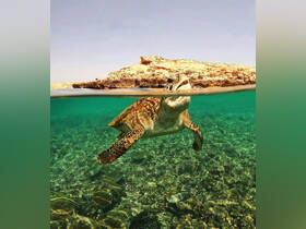 A stunning close-up of a sea turtle swimming gracefully in crystal-clear waters, showcasing the vibrant marine life and coral below.