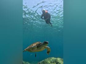 A snorkeler interacts with a majestic sea turtle in crystal-clear waters, showcasing the beauty of marine wildlife encounters.