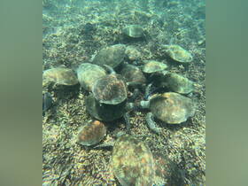 A captivating underwater scene featuring a group of sea turtles swimming among coral, showcasing the beauty of marine wildlife.