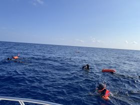 A group of snorkelers explores the vibrant underwater world in the open ocean, showcasing the excitement of marine adventures.