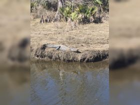 A close-up view of an alligator basking on the riverbank, showcasing the natural wildlife in its habitat.