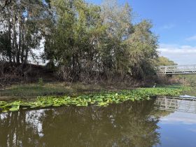 A serene view of a waterway with lily pads and trees, capturing the natural beauty of the landscape.
