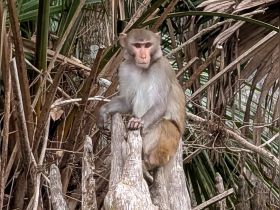 A close-up of a monkey perched on a tree stump, surrounded by lush greenery — a captivating glimpse into wildlife in its natural habitat.