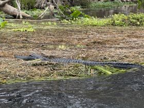 A close-up view of an alligator resting on the bank, surrounded by lush vegetation — a glimpse into the wildlife of the wetlands.