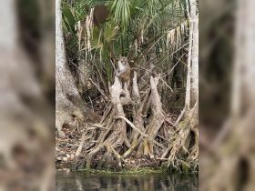 A close-up of a monkey perched on a tree stump amidst lush greenery, showcasing the vibrant wildlife in its natural habitat.
