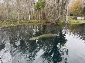 A serene view of a manatee swimming in calm waters, surrounded by lush vegetation — a beautiful wildlife encounter in its natural habitat.