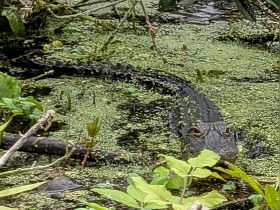 A close-up view of a crocodile lurking in a swampy area, surrounded by lush greenery and water plants — a captivating glimpse into wildlife in its natural habitat.