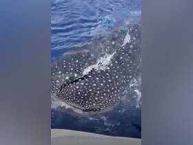 A stunning close-up of a whale shark swimming in clear blue waters, showcasing its unique spotted pattern — a remarkable sight for marine enthusiasts.