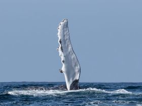 A stunning close-up of a whale breaching the surface, showcasing its majestic fin against the backdrop of the ocean — a breathtaking moment in marine wildlife observation.