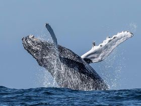 A stunning close-up of a humpback whale breaching the surface, showcasing the majestic beauty of marine wildlife in its natural habitat.