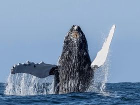 A magnificent humpback whale breaches the surface of the ocean, showcasing its powerful presence — a breathtaking moment for wildlife enthusiasts and marine life observers.