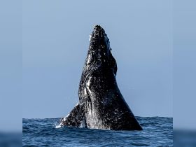 A magnificent humpback whale breaches the surface, showcasing its impressive size and grace — a breathtaking moment in marine wildlife observation.