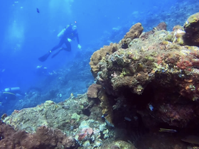 Divers explore vibrant underwater scenery, showcasing the beauty of marine life and coral formations — an unforgettable diving experience.