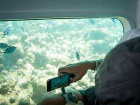 A guest captures the vibrant underwater scenery through a glass window, showcasing colorful fish and coral formations — a perfect moment during a snorkeling adventure.