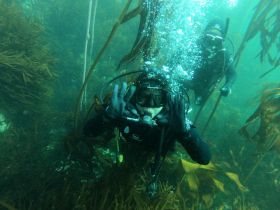 Two divers explore an underwater kelp forest, showcasing the beauty of marine life and the thrill of scuba diving adventures.