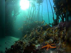 A captivating underwater scene showcasing vibrant marine life, including a striking orange starfish among colorful corals — a glimpse into the beauty of ocean ecosystems.