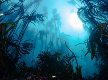 Impact Divers – Dive the Cape Peninsula