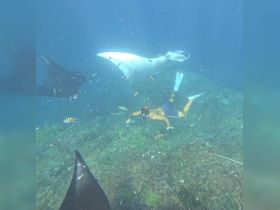 A snorkeler interacts with majestic stingrays while exploring vibrant underwater life — an unforgettable marine adventure.