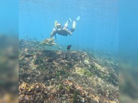 A snorkeler gives a thumbs up while swimming alongside a sea turtle in vibrant underwater scenery, showcasing a memorable wildlife encounter.