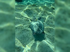 A serene underwater shot of a turtle gliding over sandy ocean floor, showcasing the beauty of marine wildlife in its natural habitat.
