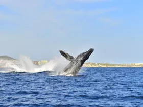 A majestic humpback whale breaches the surface, creating a spectacular splash — a breathtaking moment for wildlife enthusiasts and marine life observers.