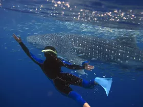 A snorkeler interacts with a majestic whale shark in crystal-clear waters, showcasing an unforgettable wildlife experience in the ocean.