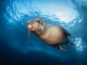A stunning underwater close-up of a seal, showcasing its curious expression against a backdrop of blue ocean waters — a captivating glimpse into marine wildlife.