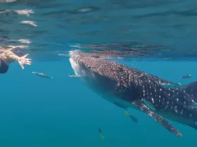 A swimmer reaches out to a majestic whale shark in crystal-clear waters, showcasing an unforgettable wildlife encounter perfect for adventure seekers.