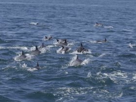 A lively pod of dolphins swims through the ocean, showcasing their playful nature in a stunning marine environment.