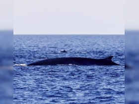Charter Image